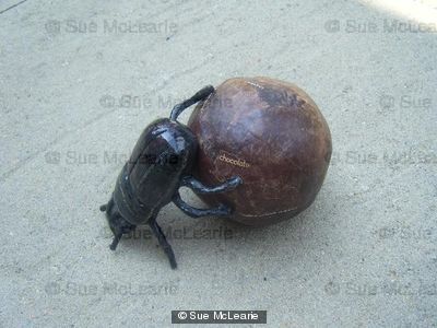 *SOLD* Dung Beetle