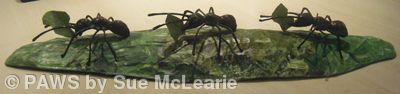 *SOLD* Leaf Cutter Ants