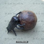 *SOLD* Dung Beetle