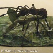 *SOLD* Leaf Cutter Ants