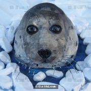 Harp Seal head in ice
