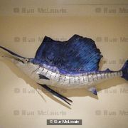 *SOLD* Sail fish