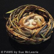 *SOLD* Dormouse in nest