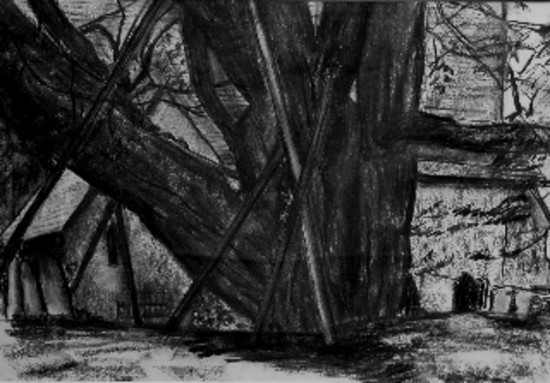 Wilmington Yew