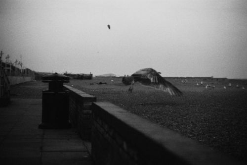 Bird flies