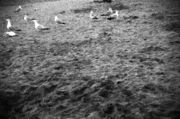 Seagulls