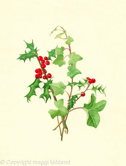 Holly and Ivy - watercolour painting watercolor flower botanical ... Holly and Ivy - watercolour painting watercolor flower botanical ...