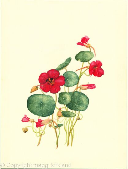 Tropaeolum 1