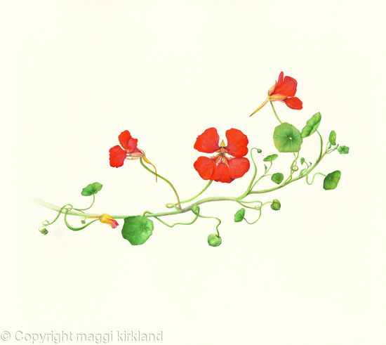 Tropaeolum 2