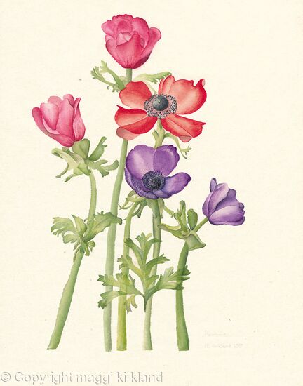 Anemone