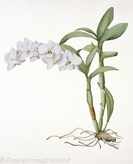 Orchid