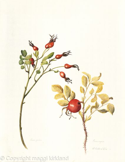 Rosa rugosa