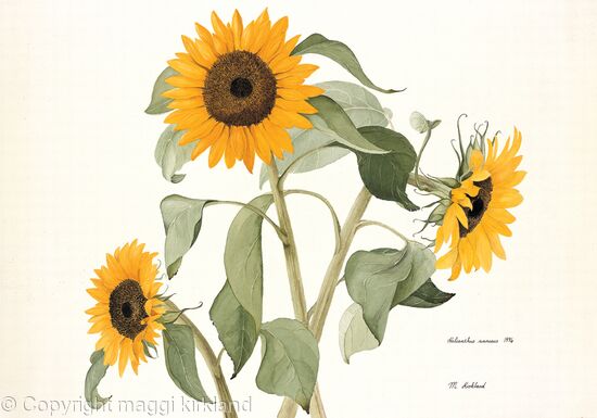 Sunflower