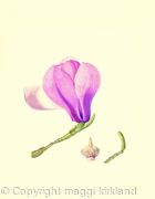 Magnolia