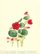 Tropaeolum 1