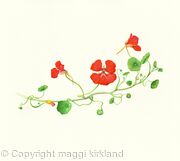 Tropaeolum 2