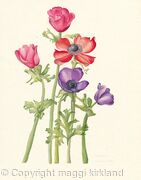 Anemone