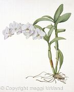 Orchid