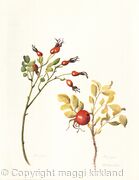 Rosa rugosa