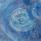Ammonite Series