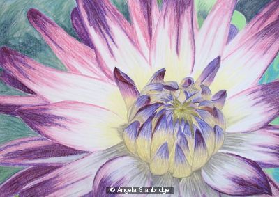 Dahlia - Pastels