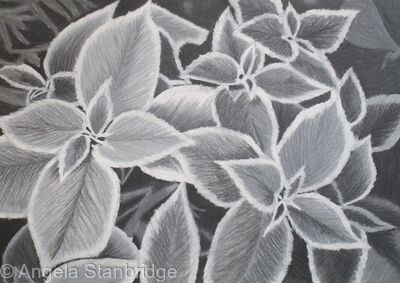 B/W Coleus Plant