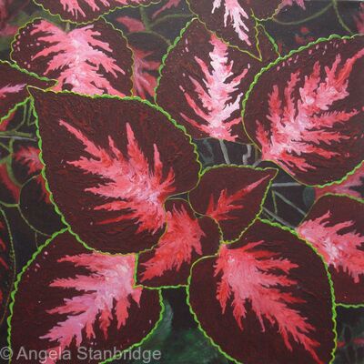 Coleus Plant 3