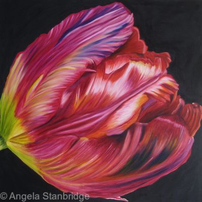 Large Red Tulip1