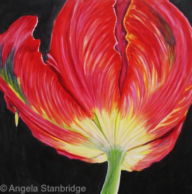 Red Tulip 3