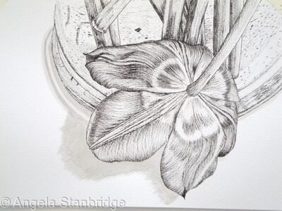Tulipmania 2 - Pen