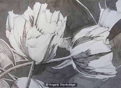 Tulipmania 3 - Pen and Ink