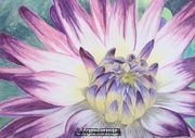 Dahlia - Pastels