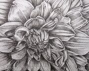 B/W Dahlia Flower 1