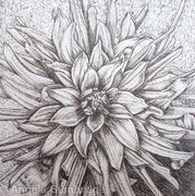 B/W Dahlia Flower 2