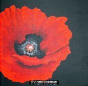 Red Poppy Black Background