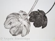 Tulipmania 1 - Pen