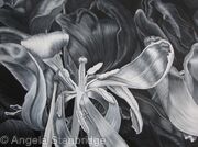 Tulipmania 16 - Black and White
