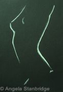 Nude 24 Silver on Black