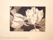 Tulipmania 3 - Etching #2