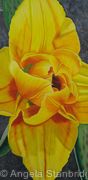Compostella Tulip