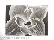Compostella Tulip Aquatint Etching B/W