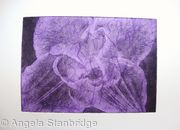 Compostella Tulip Aquatint Etching Lilac