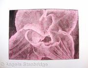 Compostella Tulip Aquatint Etching Pink
