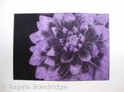 Dahlia1 lilac