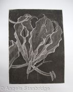 Gloriosa B/W