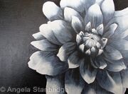 Dahlia B/W