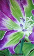 Rai Tulip