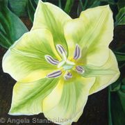 Spring Green Tulip