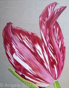 Red Flame Tulip