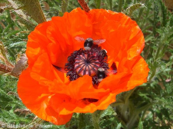 Poppy and bees